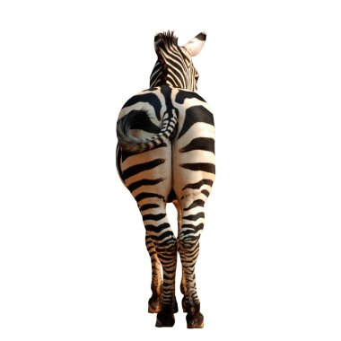 Zebra back view clipart