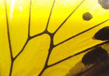 Butterfly wing detail yellow pattern clipart