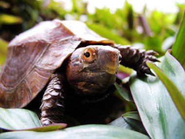 Keeled box turtle clipart