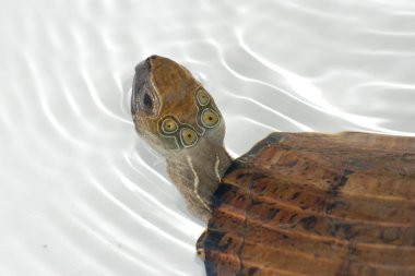 Four-eyed turtle clipart