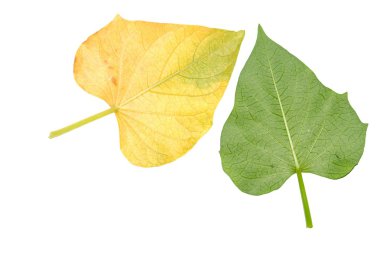 Sweet potato leaf clipart