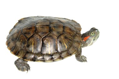 Evde beslenen hayvan kaplumbağa kırmızı kulaklı kaymak (Trachemys scripta elegans)