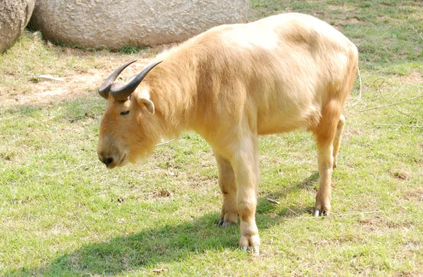Taurus bull — Stock Photo, Image