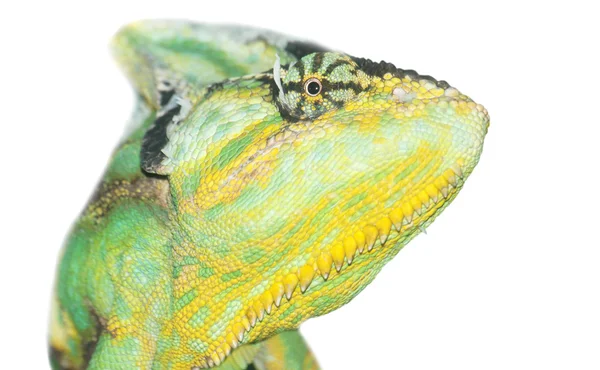 Kepala Chameleon — Stok Foto