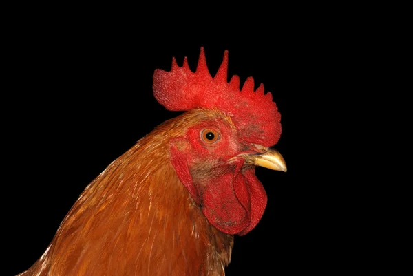 Golden rooster — Stock Photo, Image