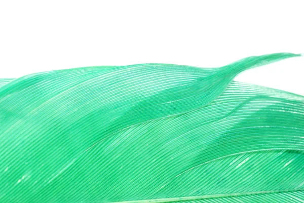 緑の羽抽象的なテクスチャ背景 — ストック写真