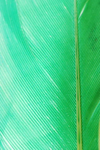 Green feather abstract texture background — Stock Photo, Image