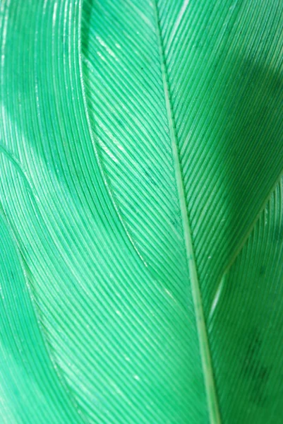Grüne Feder abstrakte Textur Hintergrund — Stockfoto