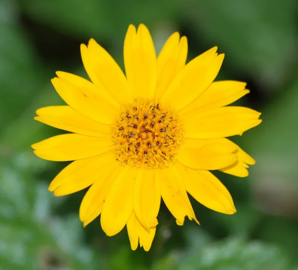 stock image Single flower