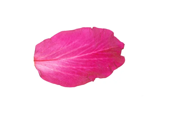 Pétala de flor rosa isolada em branco — Fotografia de Stock