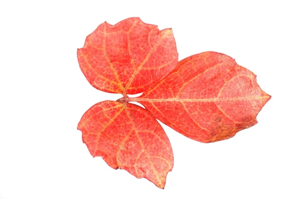 Czerwony jesień liść — Zdjęcie stockowe