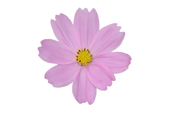 Enkelvoudige bloem — Stockfoto