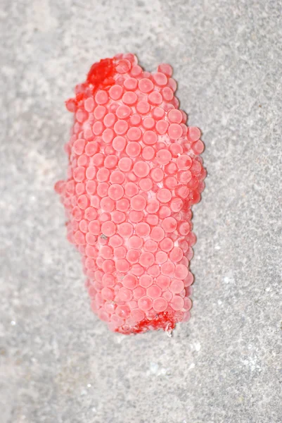 Red snail eggs — Stock Photo, Image