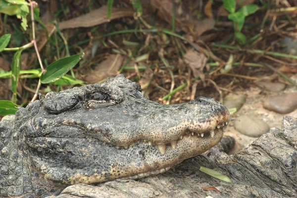 Chinese alligator rusten close-up — Stockfoto