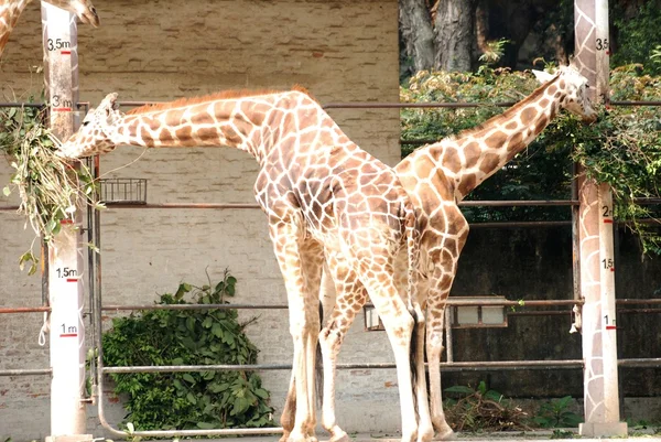 Dvě žirafy — Stock fotografie