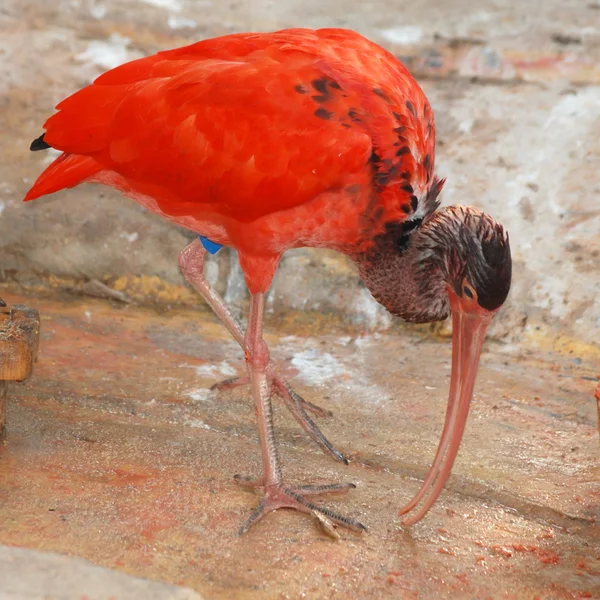 Rode vogel dieprode ibis — Stockfoto
