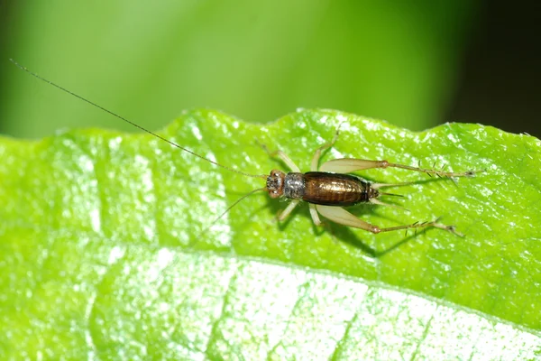 Summer tiny cricket insect — Stock Photo, Image