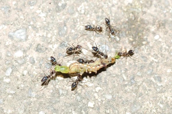 Ameisen greifen Raupe an — Stockfoto