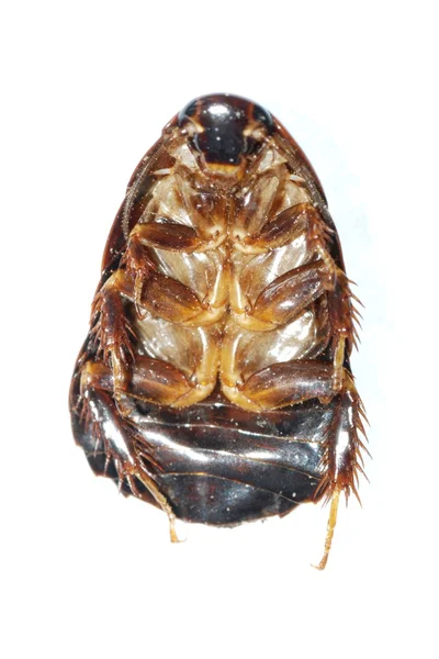 Escarabajo negro de cucaracha molida —  Fotos de Stock