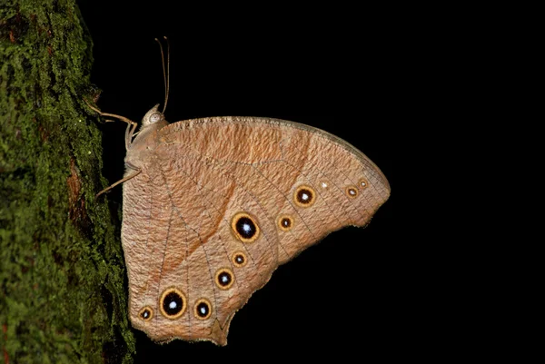 Vlinder rust op boom — Stockfoto