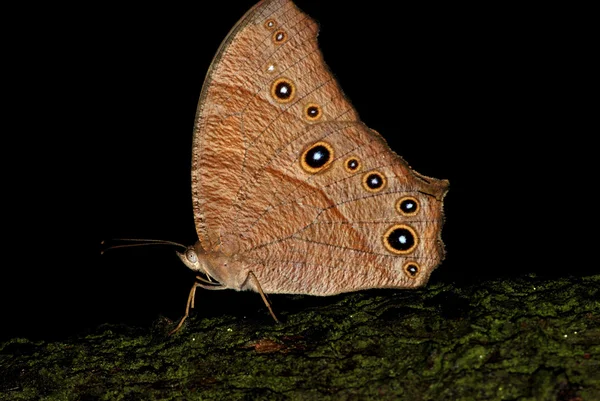 ツリーの残りの蝶 — ストック写真
