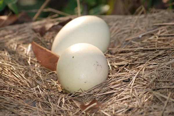 Страусиное яйцо в гнезде — стоковое фото