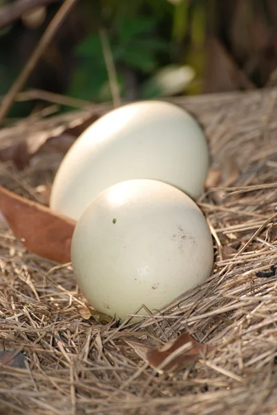 Ovo de avestruz no ninho — Fotografia de Stock