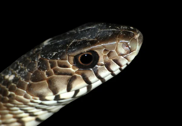 Φίδι κεφάλι — Stockfoto