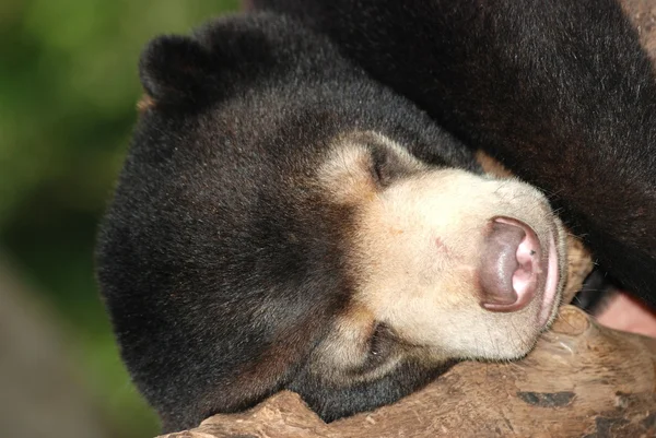睡眠太陽クマ — ストック写真