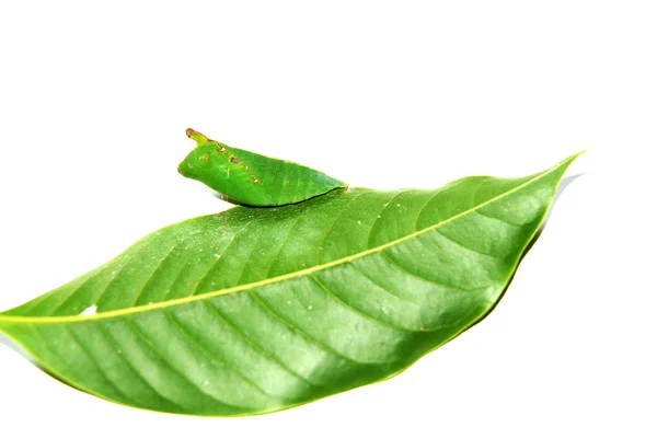 Stock image Green butterfly cocoon on leaf