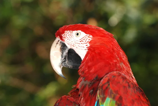 Pássaro-arara-retrato vermelho — Fotografia de Stock