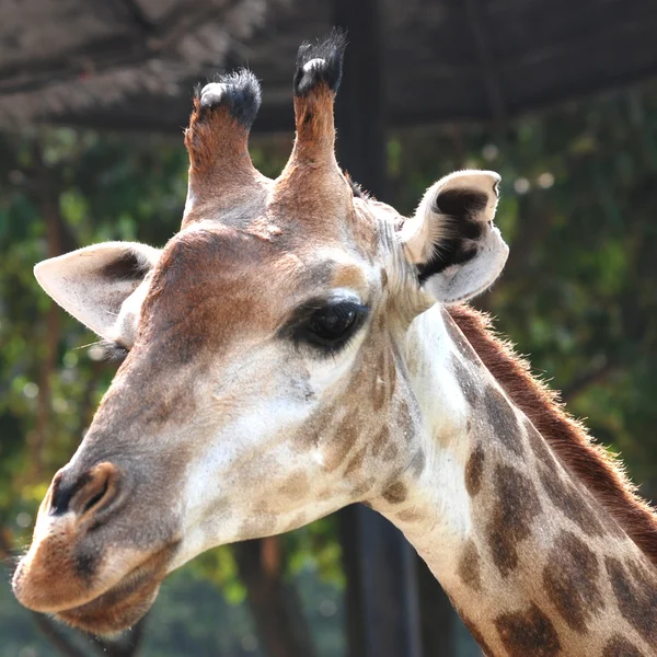 Tierische Giraffe aus nächster Nähe — Stockfoto