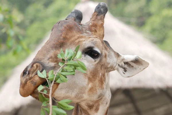 Dierlijke giraffe close-up — Stockfoto