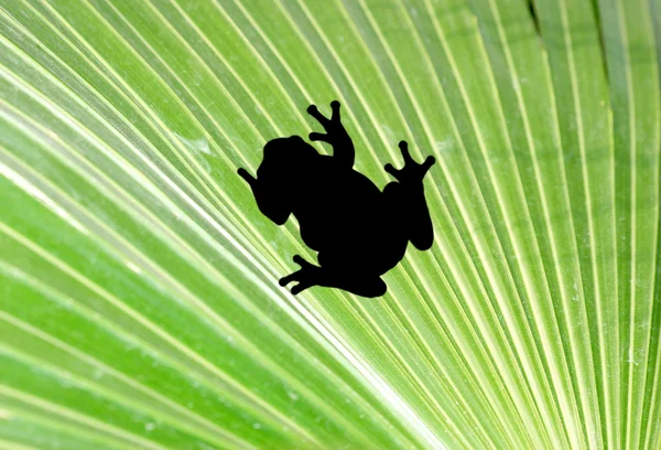Βάτραχος σε φύλλο παλάμη — Φωτογραφία Αρχείου