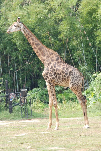 Жираф крупным планом. — стоковое фото