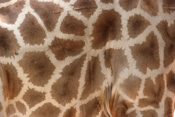 Giraffe bont patroon — Stockfoto
