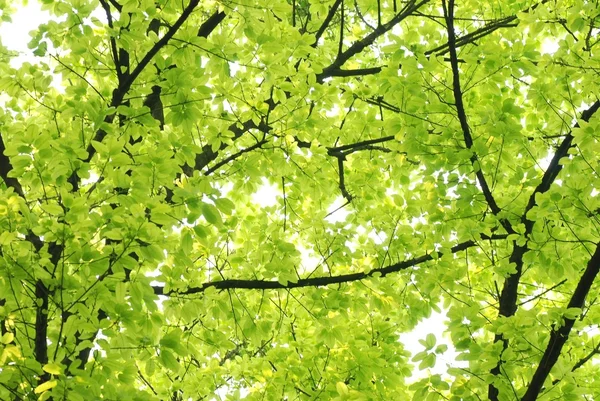 Bahar doğa yeşil yaprak — Stok fotoğraf