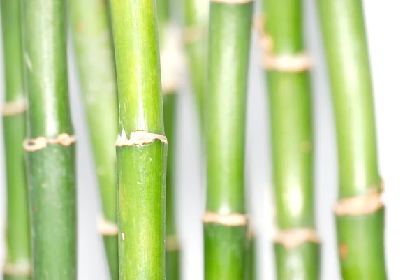 Bambu terisolasi — Stok Foto