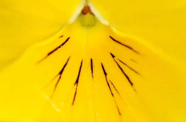 Makro gelbe Gänseblümchenblümchen — Stockfoto