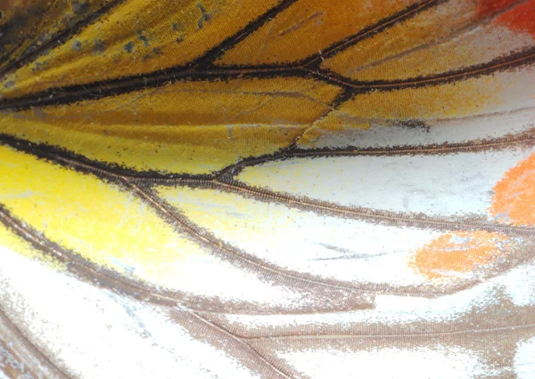 Vlinder vleugels textuur — Stockfoto