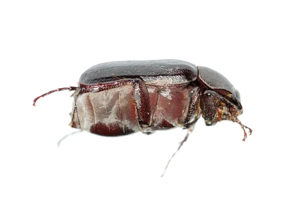 Scarabeo insetto — Foto Stock