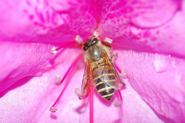 Insekt bi på blomma — Stockfoto