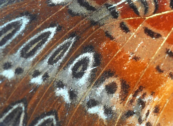 Texture des ailes de papillon — Photo