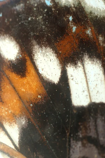 Butterfly wing texture — Stock Photo, Image
