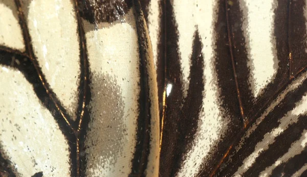 Textura de asa de borboleta — Fotografia de Stock