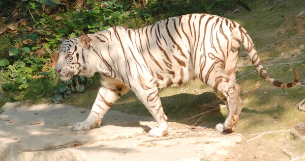 Vadon élő állatok fehér tigris — Stock Fotó