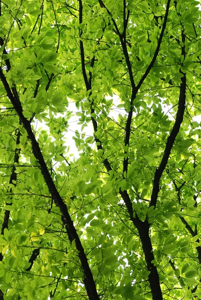 自然緑の葉 — ストック写真