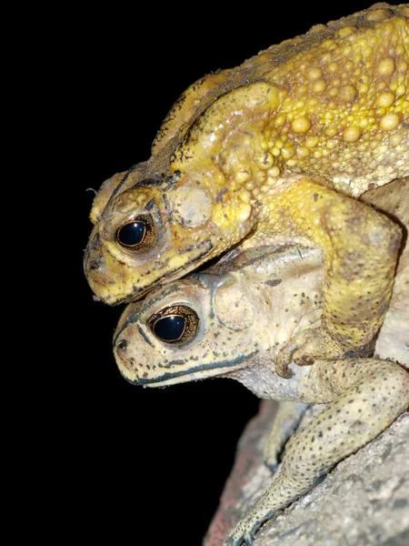 Βάτραχος ζευγάρωμα σεξ — Φωτογραφία Αρχείου