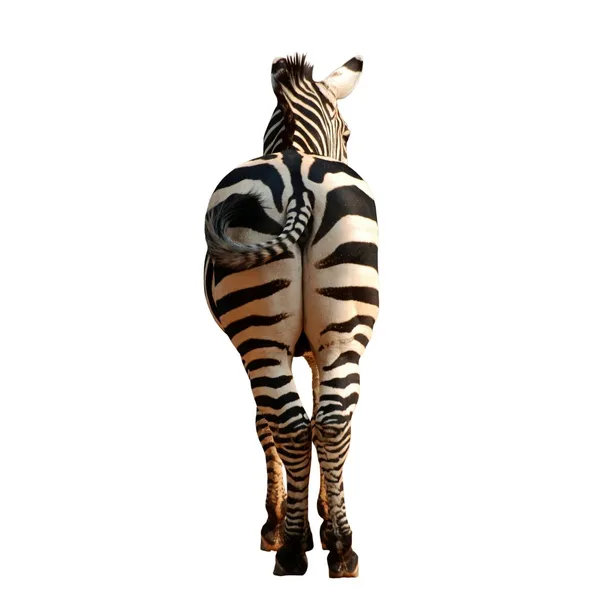 Zebra vista posteriore — Foto Stock