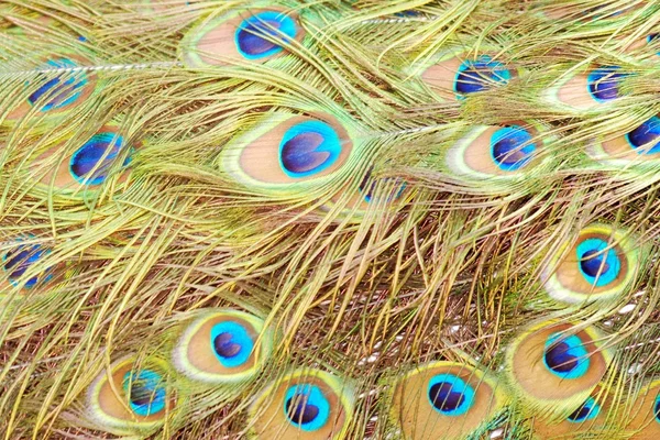 Pájaro pluma de pavo real — Foto de Stock